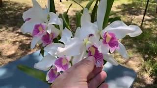 Cattleya purpurata amp Myrmecophila hybrid Show and Tell [upl. by Cornwell]