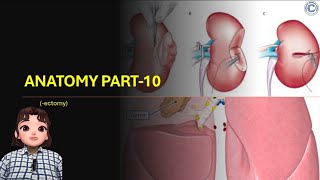 CH19 ANATOMY PART10 ectomy l Medical Coding Course l CMC l Coding Career [upl. by Carrick]