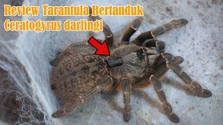 Ceratogyrus darlingi review dan perawatan indonesia [upl. by Ayila348]