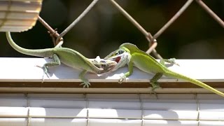 Carolina Green Anoles Fighting On A Fence [upl. by Rettke177]