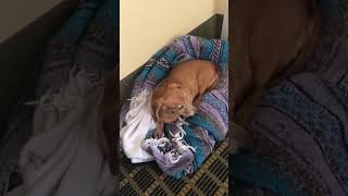 Are you 77 chiweenie dogslife bestlife cutedog [upl. by Milas]