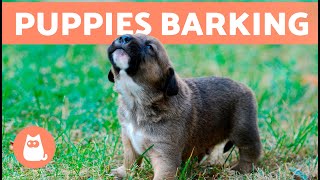 The Best PUPPIES BARKING COMPILATION 🐶 🔊 Cute and Adorable Puppy Barks [upl. by Ayle]