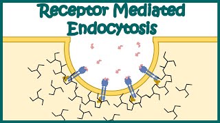 Receptor mediated endocytosis  Detailed Animation on Receptormediated Endocytosis Endocytosis [upl. by Elvis993]