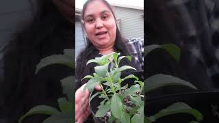 How to Grow a Candy Leaf Stevia Plant in Your Home  The Sweetest Plant Youll Ever See [upl. by Yruam]