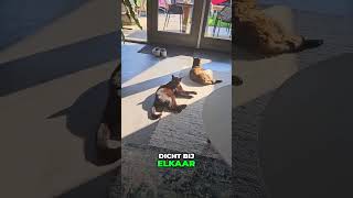 Alle Katten Op Een Rijtje in de Zon 😻☀️ [upl. by Xila565]