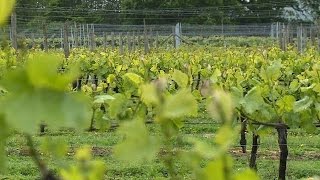 English winegrowers break out the bubbly [upl. by Lyrac159]