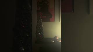 Murph’s Christmas lights christmas fortnite viralshorts [upl. by Nosmoht140]