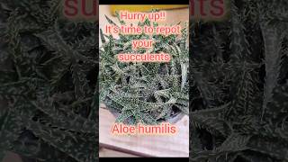 Repot your succulents Aloe humilis  how to repot the succulents [upl. by Naed]