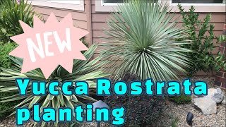 New Yucca rostrata planting [upl. by Serolod278]