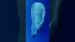 Sperm whale sound [upl. by Elleirda]