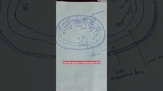 Find the mistakes in mitochondrial ETC biochemistry mitochondria bioenergetics [upl. by Afas]