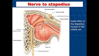 Nerve to stapedius and its supply to Stapedius muscle [upl. by Ajssatsan]