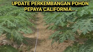 Update Perkembangan Pohon Pepaya Baru Tanam [upl. by Raval]