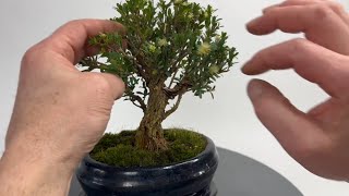 Bonsai Znalezisko w OBI  Buxus Harlandii [upl. by Fenner]