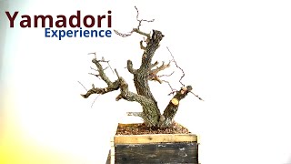 Biancospino da yamadori primo step verso il cammino bonsai [upl. by Demmahom]