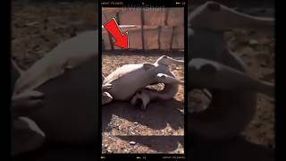 This Is How Many Dromedaries Die🐪shortsfeed dromedary camels [upl. by Harwilll]