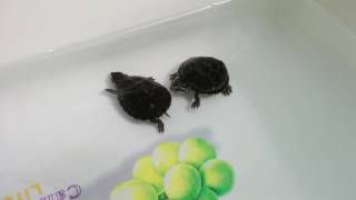 Common Musk Turtle Stinkpot Turtle Baby [upl. by Ayerim]