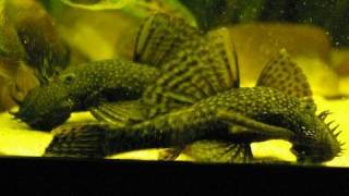 My big adult Bristlenose pleco  Antennenwelse Ancistrus 23 [upl. by Gabey]