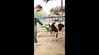 🐄 ¡Ayúdanos a nombrar a la nueva ternerita en Sinchi Roca 🐄 [upl. by Normalie630]