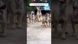 Heavy rain flooded the kennel and together we rescued its childrenanimals animalrescue rescue [upl. by Lenor]