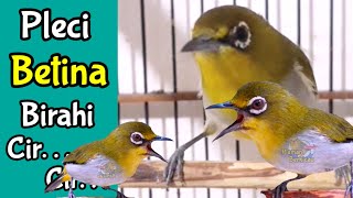 Begini Call Burung Pleci Betina Birahi Memanggil Jantan Merangsang Buxtoni Gacor 7321 [upl. by Munshi584]