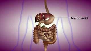 Detection of Urea in Urine  MeitY OLabs [upl. by Pass]