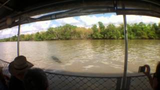 Saltwater Crocodile attempts attack on Tour Guide [upl. by Grevera]