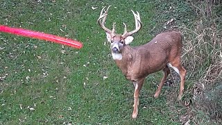 11 Shots in 11 Minutes 2021 Bowhunting Shot Compilation Pt 1 [upl. by Lathe]