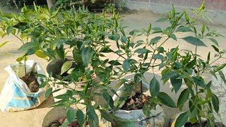 Simple method of propagate by chilli plant at home with 100  Successful [upl. by Levan]