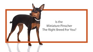 Everything you need to know about Miniature Pinscher puppies 2019 [upl. by Carmella206]