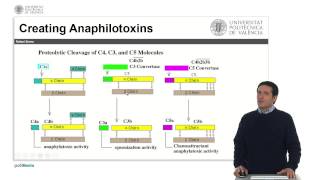 El Sistema del Complemento Funciones Inflamatorias   UPV [upl. by Festus534]