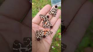 Garden Tiger Moth ARMY Arctia caja [upl. by Aizitel]