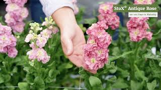 StoX® Series  Stock Matthiola [upl. by Troxell]