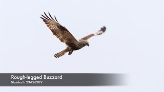 A rare ROUGH LEGGED BUZZARD hovering in the UK [upl. by Line694]