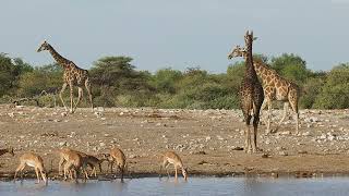 ETOSHA Pan NP 2024  Day OneEnglish [upl. by Eceinehs]