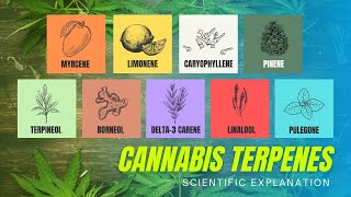 What Are Terpenes Science Explained [upl. by Georgie]