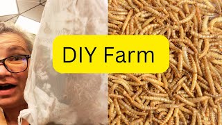 How To Set Up A Mealworm Farm [upl. by Dale]