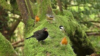 Morning Birdsong  Sounds and Videos for Cats and People to Enjoy  Let Nature Sing [upl. by Ecniuq]