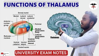 Functions of Thalamus Structure and nucleus Of Thalamus  CNS Physiology [upl. by Gennie]