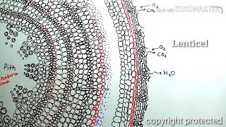 Secondary growth in plants animation [upl. by Hirai]