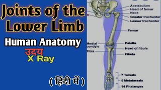 Joints of the lower limb। Joints And Movement । Human Anatomy। Skeletal system । Uday Xray [upl. by Chace]