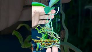 PROPAGATING PHALAENOPSIS ORCHIDS [upl. by Tilla]