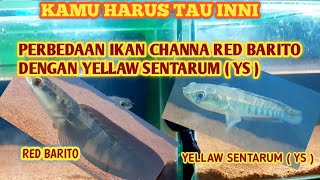 PERBEDAAN IKAN CHANNA RED BARITO DENGAN YELLAW SENTARUM [upl. by Irish]