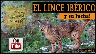 EL LINCE IBÉRICO y su lucha documental educativo [upl. by Tabatha]