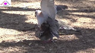 Pigeon mating 6 Female initially hesitated but finally accepted with a nice tail kissing [upl. by Rego]