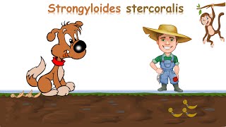 شرح Strongyloides stercoralis [upl. by Esnohpla211]