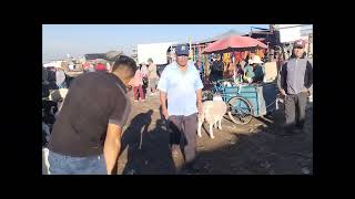 plaza ganadera de tepeaca puebla especial de borregos y chivos de registro [upl. by Ahsenhoj]