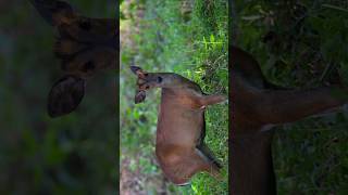 Muntjac deer animals wildlife [upl. by Refinney]