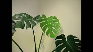 The birth of a young Monstera Deliciosa leaf time lapse [upl. by Mueller]