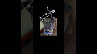 Dogs tell Halloween and political joke dogs halloween politics shorts funny pets cute candy [upl. by Ibbie684]